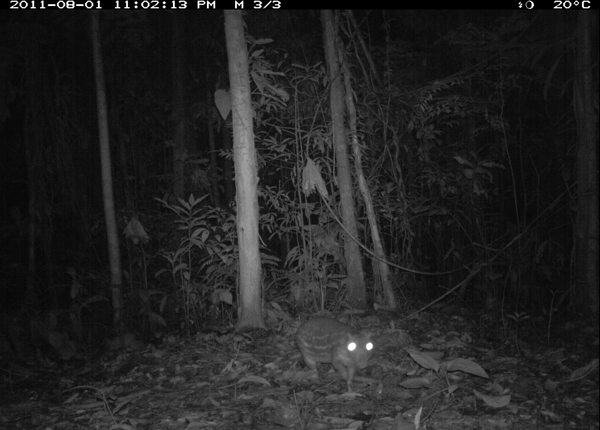 A Paca rodent in  a national park  in Peru caught  by Dr Grant’s  motion camera PHOTO: TEAM  Network