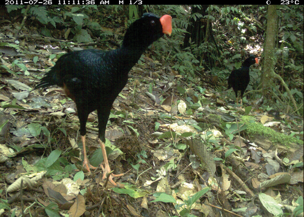 A raza-billed curassow caught by Dr Grant’s motion camera in Peru PHOTO: TEAM Network