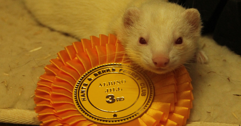 ferret-2