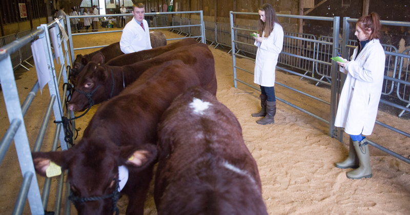 Students judge the heifers