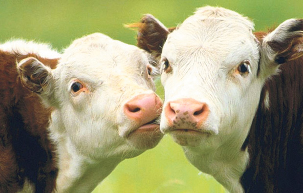 Hadlow College’s free school bid with a 'rural ethos' Hadlow College’s free school bid with a 'rural ethos'