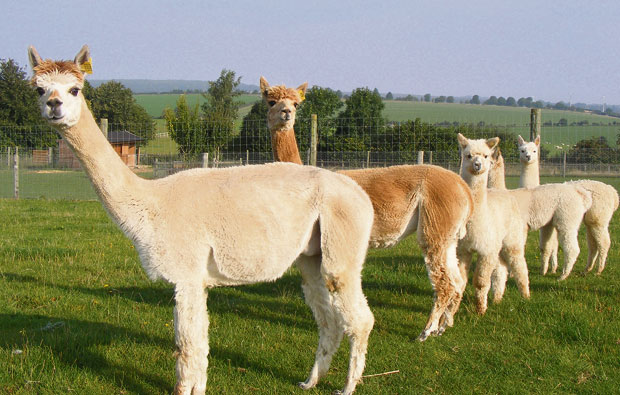 Sparsholt College lines up their alpacas for the start of term Sparsholt College lines up their alpacas for the start of term