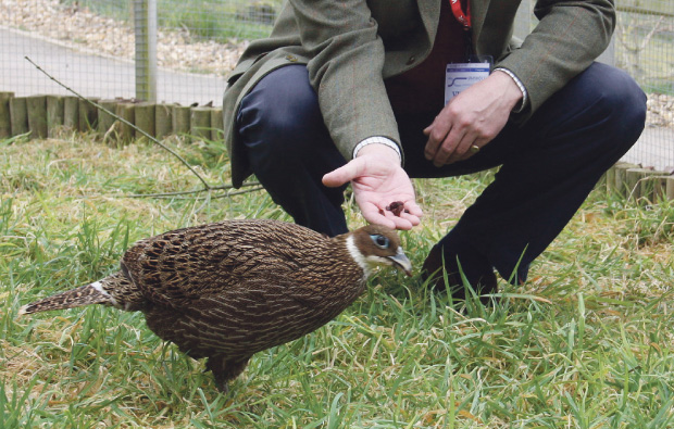 Pheasants meet their namesake at Sparsholt College Animal Management Centre Pheasants meet their namesake at Sparsholt College Animal Management Centre