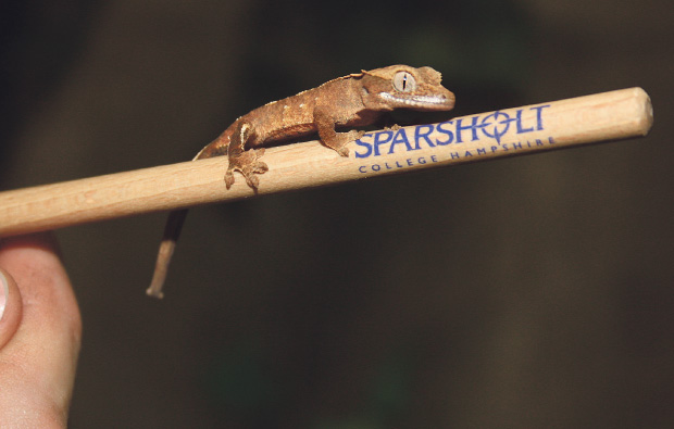 There’s Gecko-mania at Sparsholt College There’s Gecko-mania at Sparsholt College