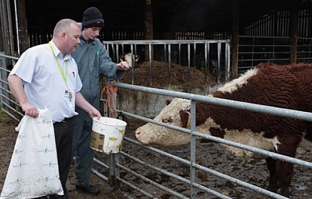 Olive the cow arrives at pastures new Olive the cow arrives at pastures new