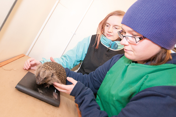Guest for ‘hedgehog haven’ Guest for ‘hedgehog haven’