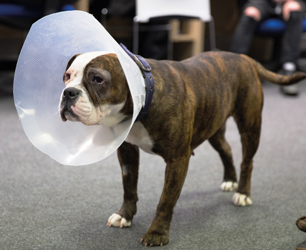 Lucky bulldog saved by surgery Lucky bulldog saved by surgery