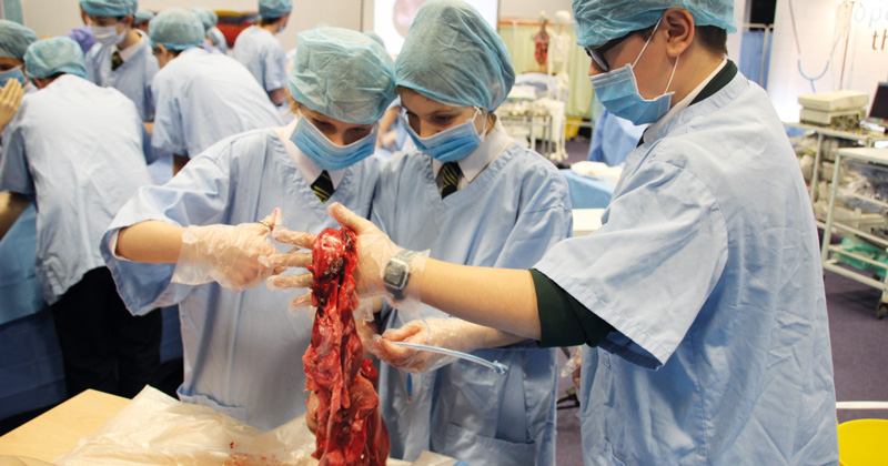 Blackpool college uses animal organs to up STEM intake Blackpool college uses animal organs to up STEM intake