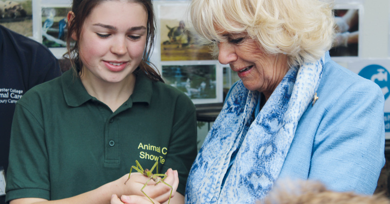 Stick insect has a royal encounter at agricultural show Stick insect has a royal encounter at agricultural show