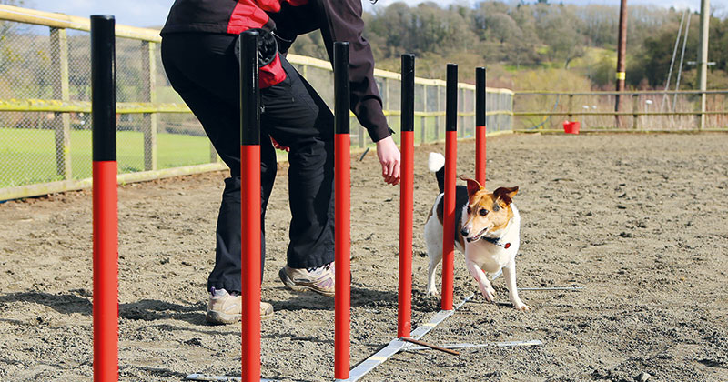 Hundreds of dogs descend on Hartpury College for competitive dog agility event Hundreds of dogs descend on Hartpury College for competitive dog agility event