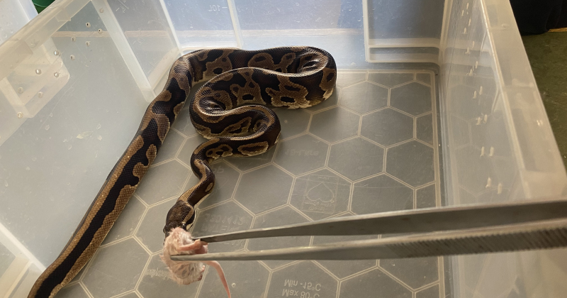plumpton college feature A snake being fed its lunch | FE Week