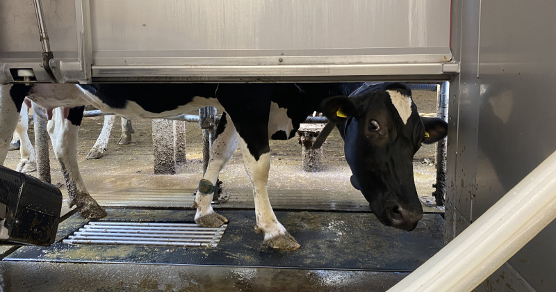 plumpton college feature the robotic milker 2 | FE Week